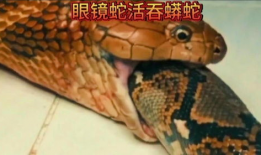 蟒蛇吃狮子并活吞视频,吞噬狮子，展现生存奇迹